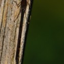 Leste brun (Sympecma fusca)