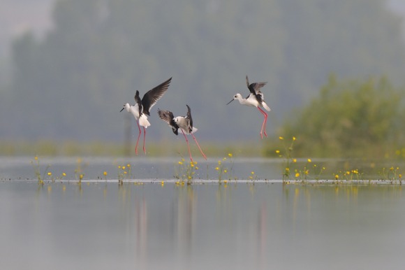 Affût flottant en prairie inondable