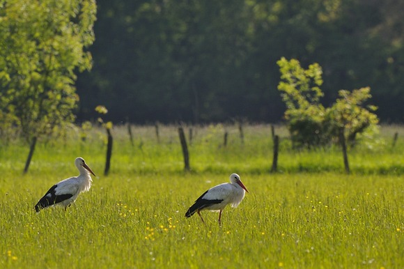 BLBN et compagnie