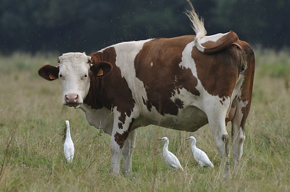 Jamais sans mon boeuf