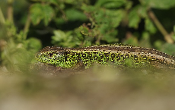 Le Lézard des souches