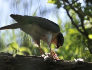 Rapaces diurnes