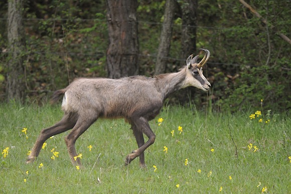 Bienvenue aux alpins !