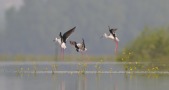 Affût flottant en prairie inondable