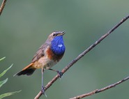 Gorgebleue à miroir