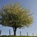 Cerisier (Arbigny)