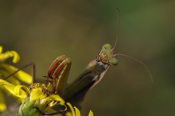 Tête en l'air, tête en friche