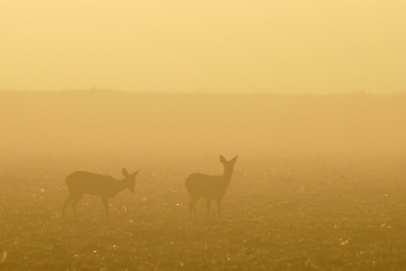 Ombres dans la brume