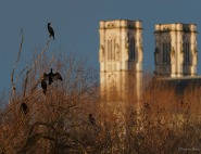 Les oiseaux de Chalon-sur-Saône