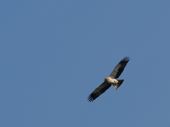 La quête de l'Aigle botté