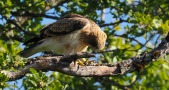 La quête de l'Aigle botté