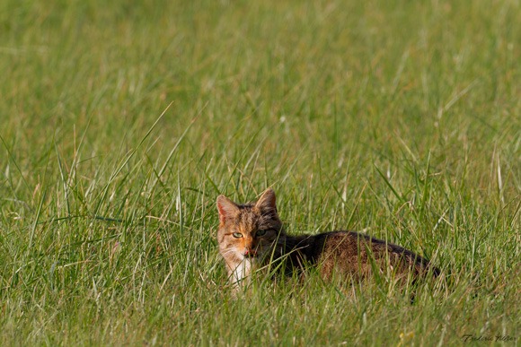 L'autre Chat