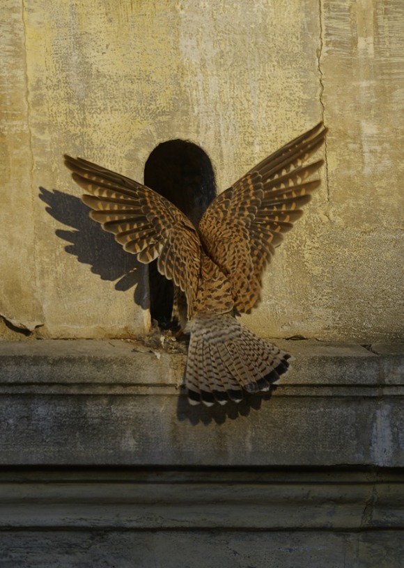 Les p'tits faucons d'Chalon