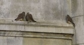 Les p'tits faucons d'Chalon
