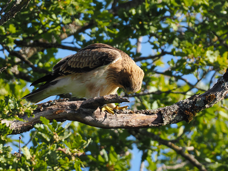 La quête de l’Aigle botté