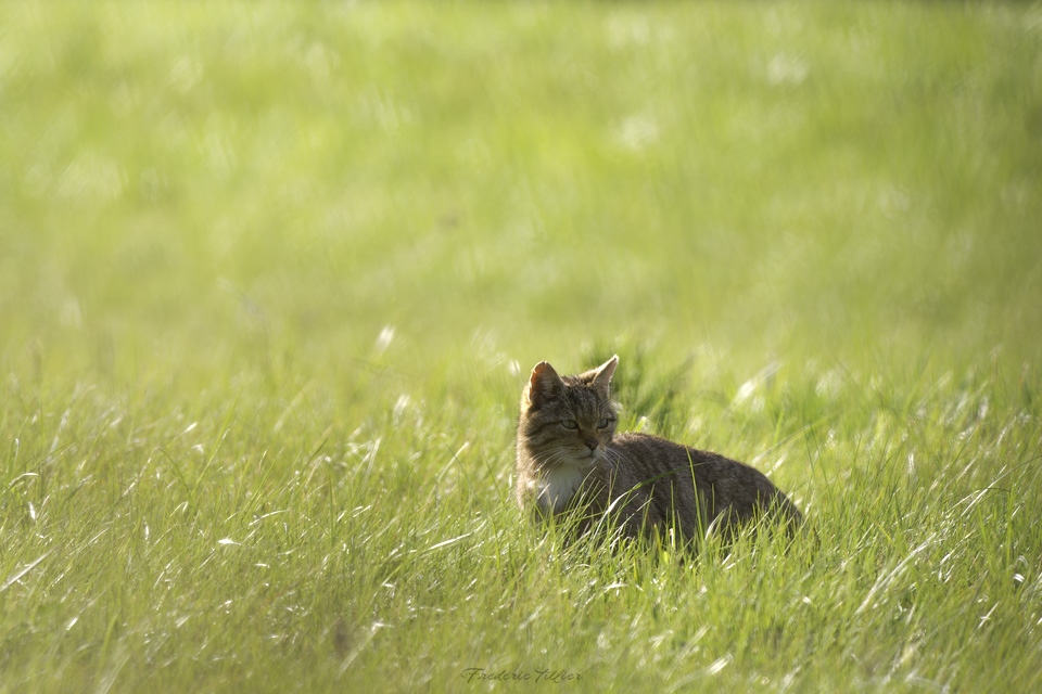 L’autre Chat