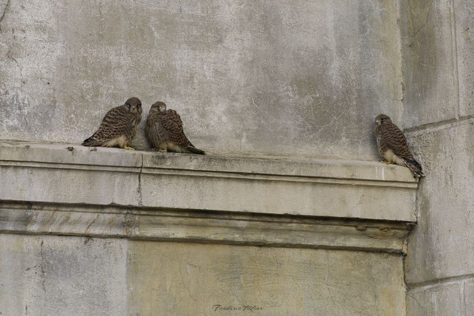 Les p’tits faucons d’Chalon